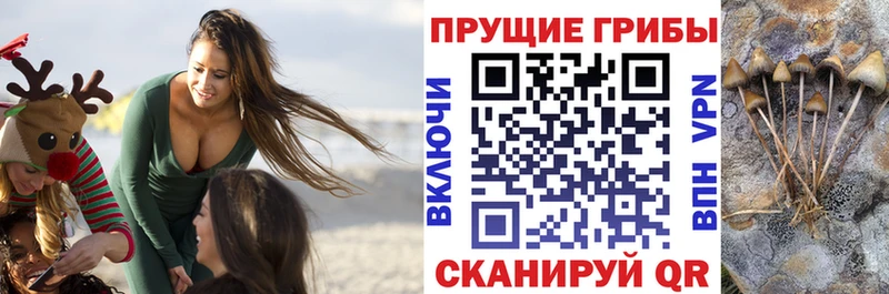 мега онион  как найти   Устюжна  Галлюциногенные грибы Psilocybine cubensis 